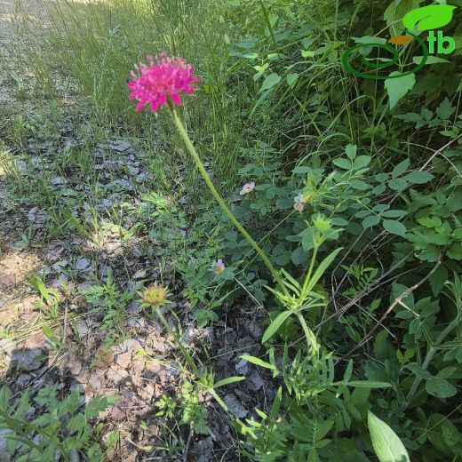 Knautia macedonica