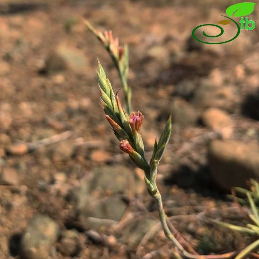 Acantholimon koeycegizicum
