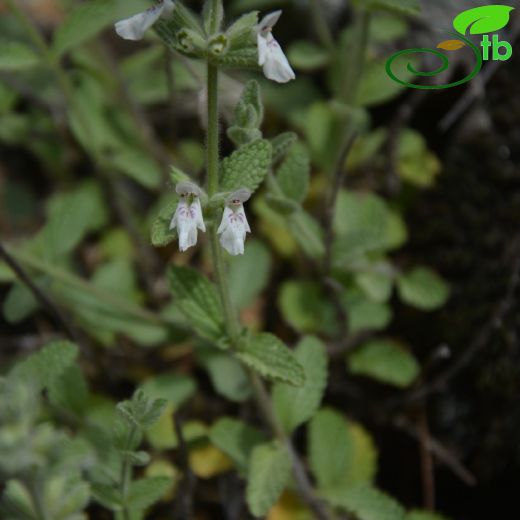 Stachys milasensis