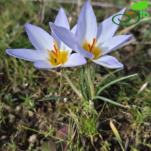 Crocus adamioides