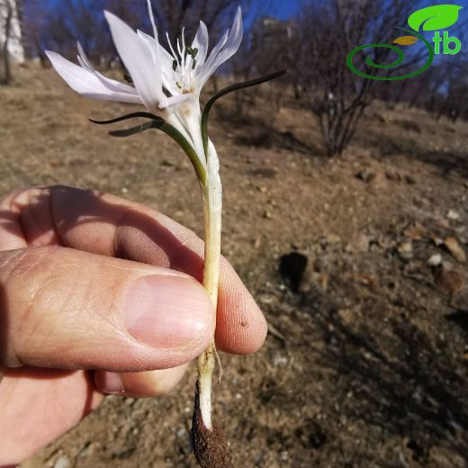 Colchicaceae-Acıçiğdemgiller
