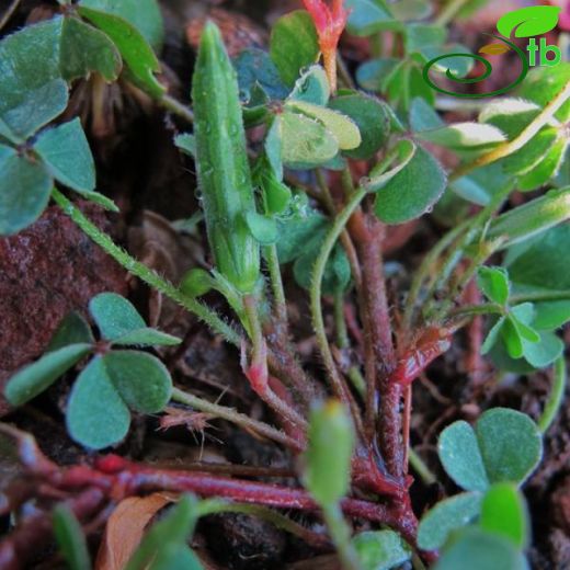 Oxalis corniculata