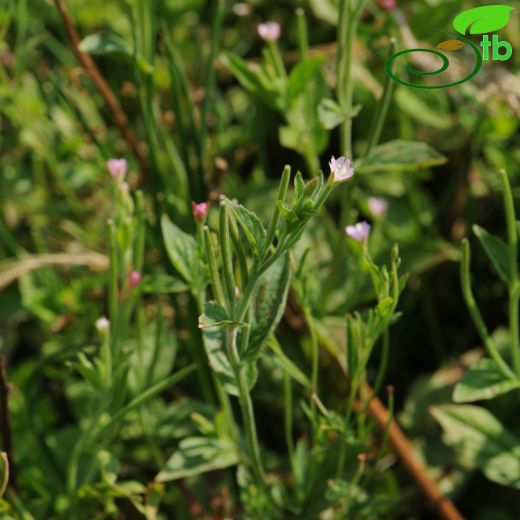 Epilobium-Yakıotu