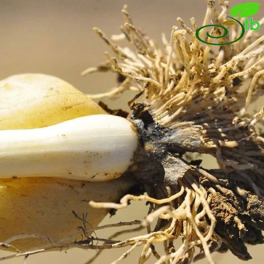Colchicum inundatum