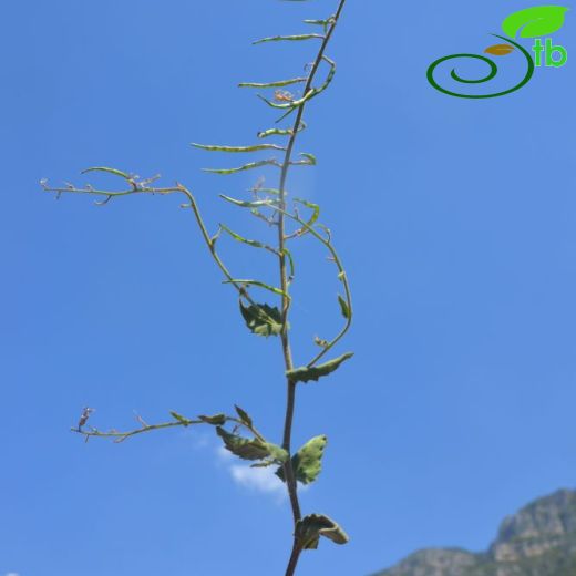 Hesperis kuerschneri