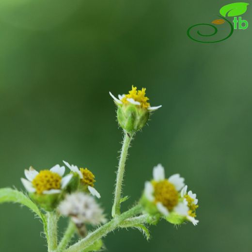 Asteraceae-Papatyagiller