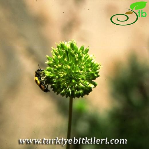 Allium nevsehirense