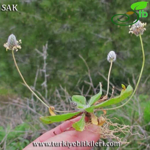 Plantago lagopus