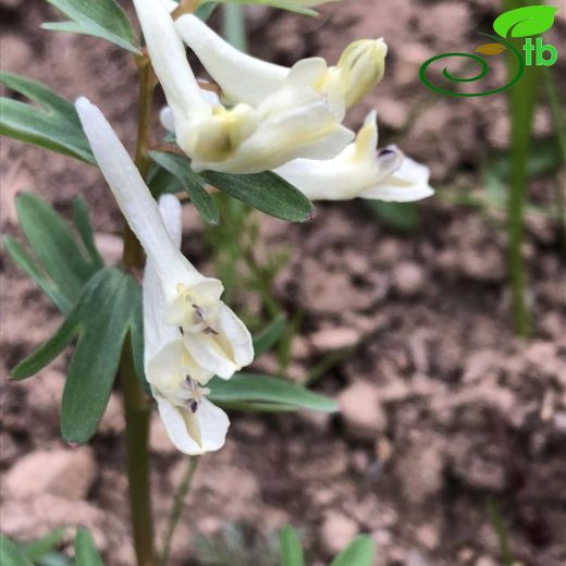 Corydalis angustifolia