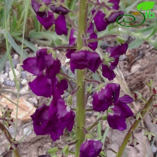 Verbascum-Sığırkuyruğu