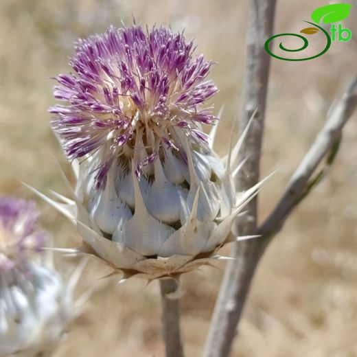 Centaurea regia