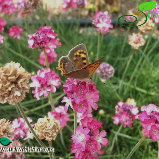 Armeria maritima