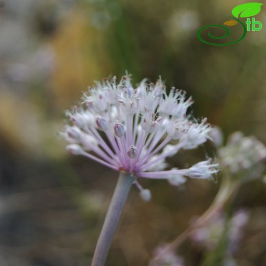 Allium macrochaetum