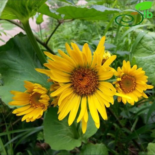 Doronicum macrolepis