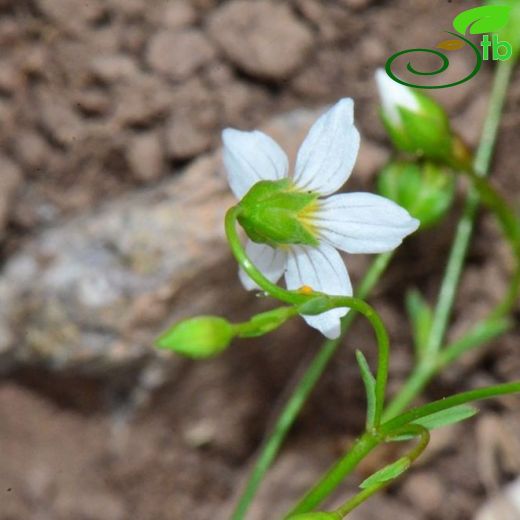 Linum catharticum