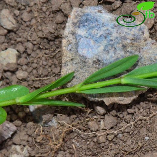 Linum catharticum