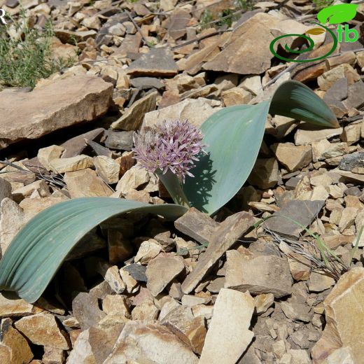 Allium subakaka