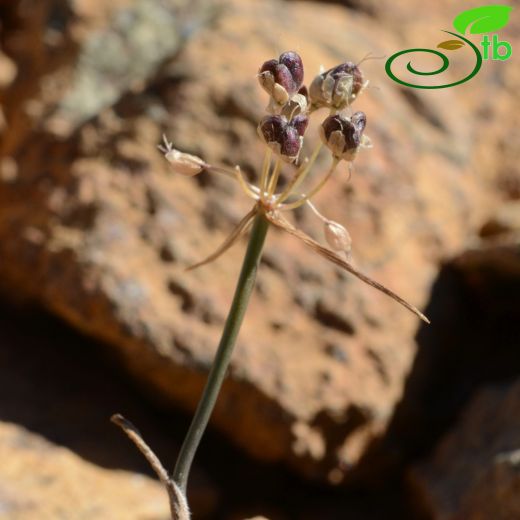 Allium ayhan-toprakii