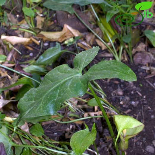 Araceae-Yılanyastığıgiller