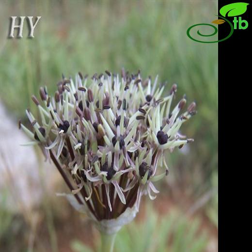 Allium elmaliense