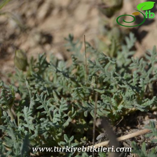 Subsp. pinnatifida