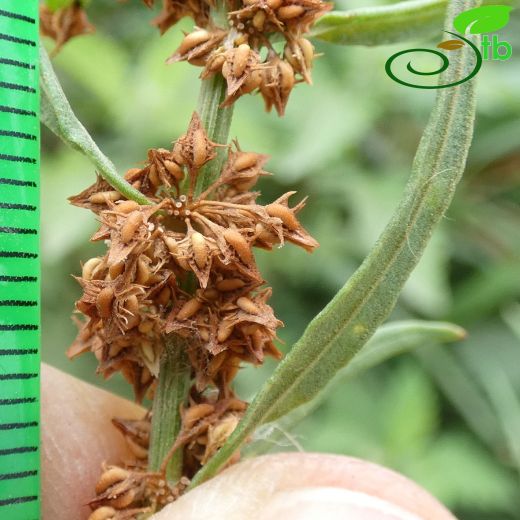 Polygonaceae-Madımakgiller