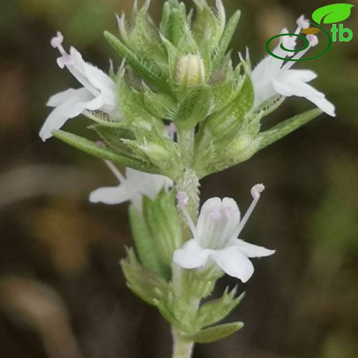 Satureja cuneifolia