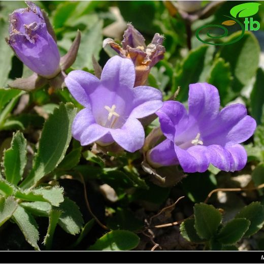 Theodorovia-Karakuşçıngırağı