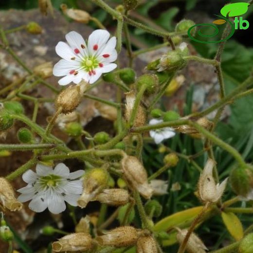 Cerastium armeniacum