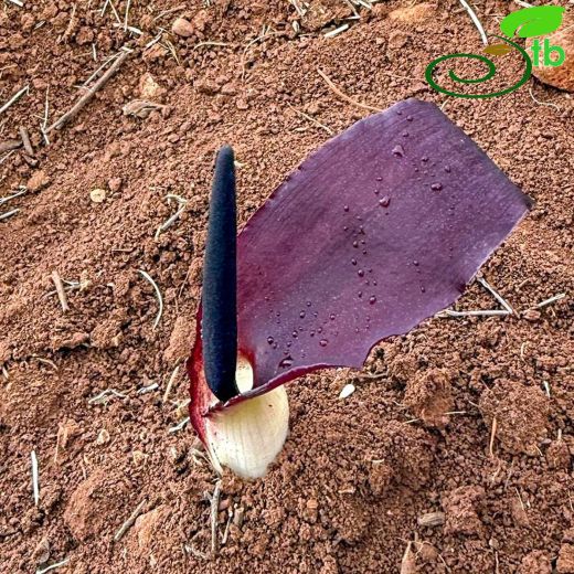 Araceae-Yılanyastığıgiller