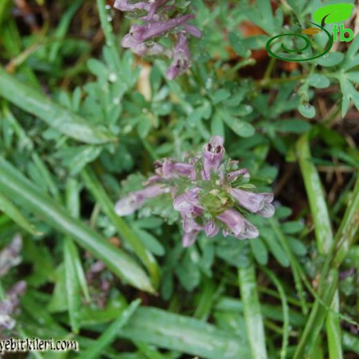 Corydalis solida