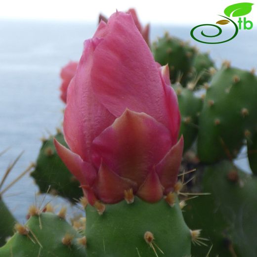 Opuntia elatior