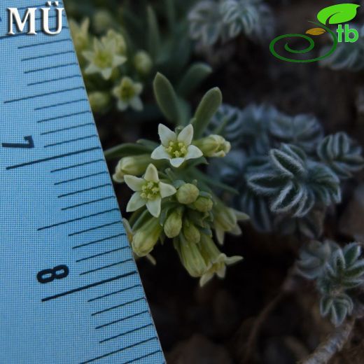 Chrysothesium cilicicum