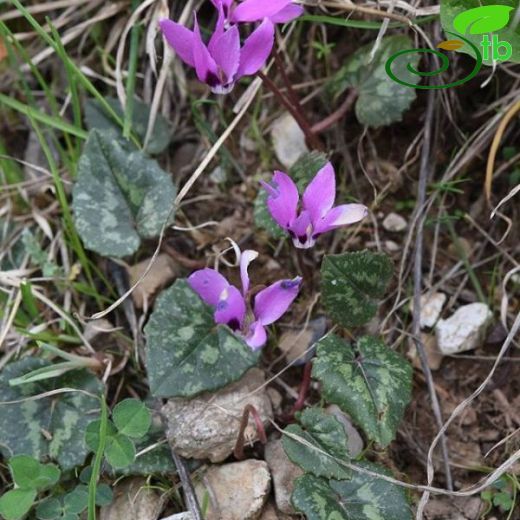 Cyclamen pseudibericum