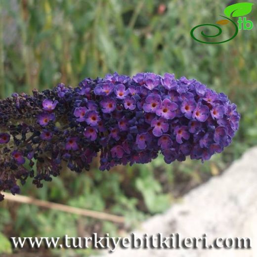 Buddleja-Kelebekçalısı