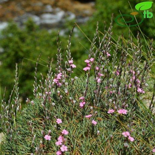 Acantholimon armenum