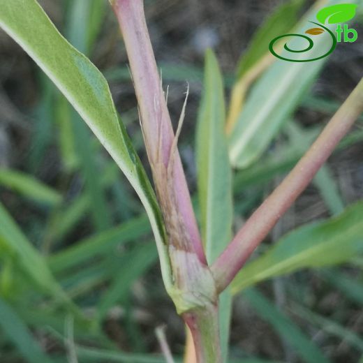 Polygonaceae-Madımakgiller