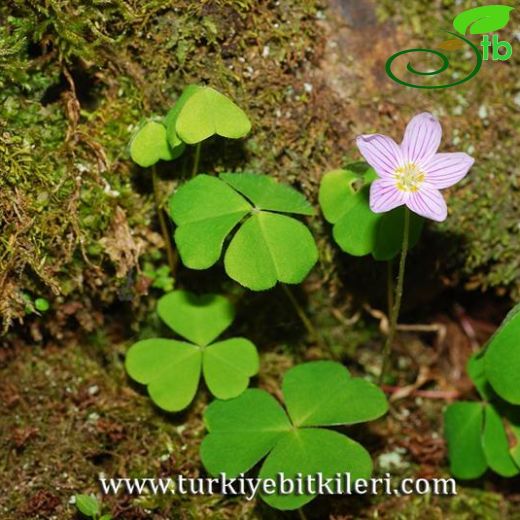 Oxalis acetosella