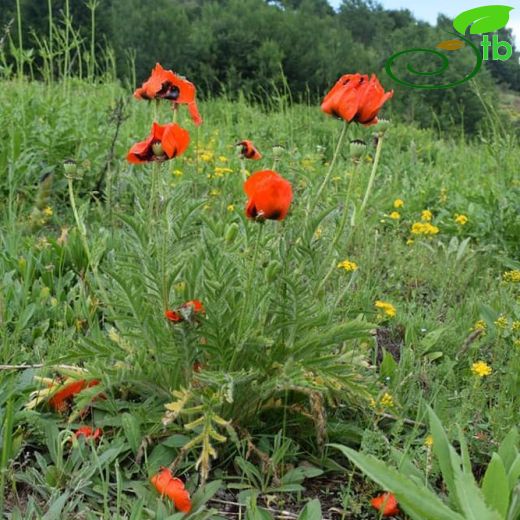 Papaver pseudo-orientale