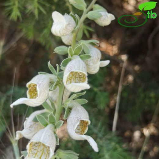 Digitalis-Yüksükotu