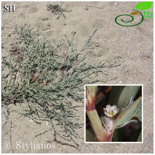 Polygonum maritimum