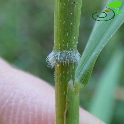 Phytolaccaceae-Şekerciboyasıgiller