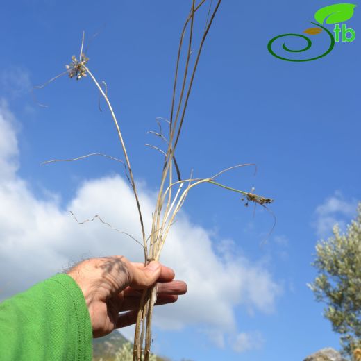 Allium paniculatum