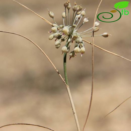 Allium turcicum