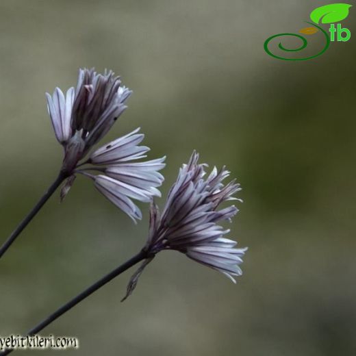 Allium djimilense