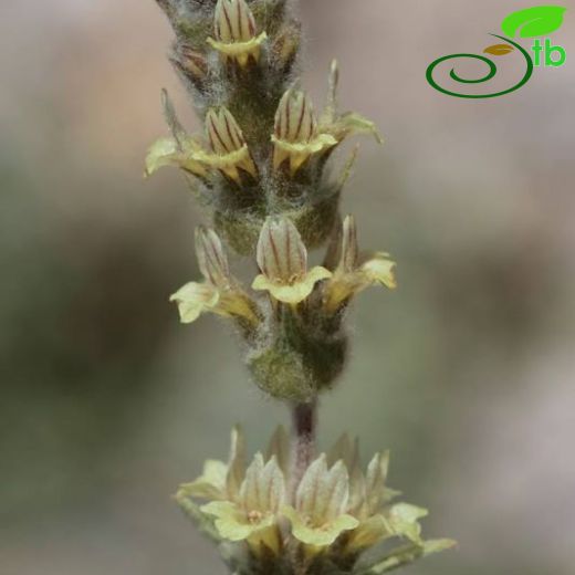 Sideritis libanotica ssp libanotica