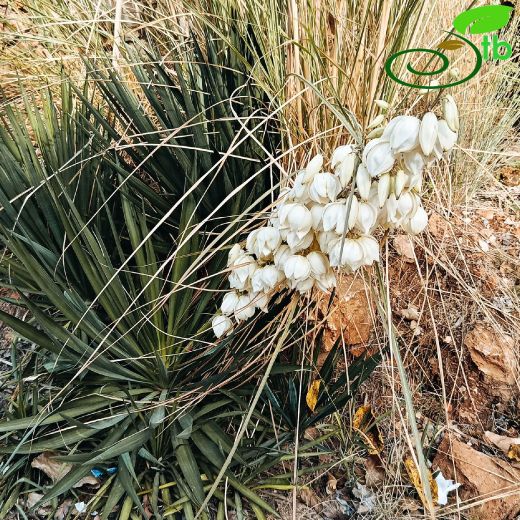 Asparagaceae-Kuşkonmazgiller