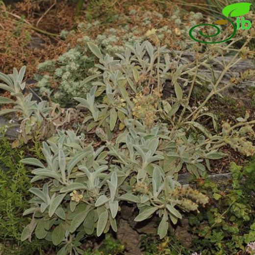 Sideritis libanotica