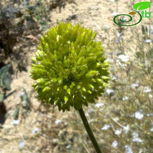 Allium nevsehirense