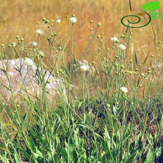 Cephalaria anamurensis